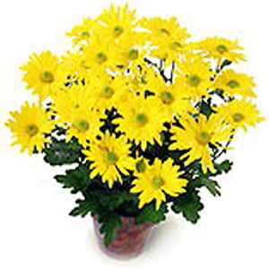 Parsippany Florist | Yellow Mum