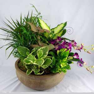 Parsippany Florist | Dendrobium Garden 
