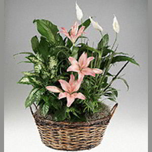 Parsippany Florist | Lily Garden