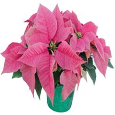 Parsippany Florist | Pink Poinsettia