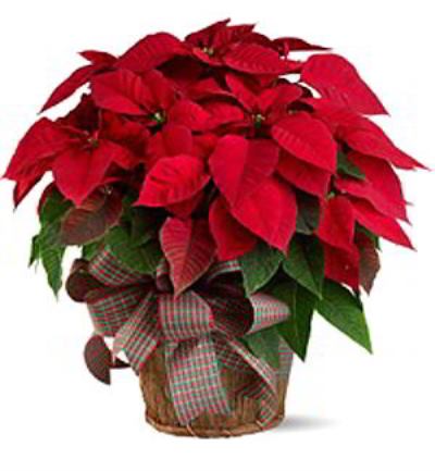 Parsippany Florist | Large Red Poinsettia