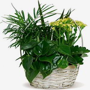 Parsippany Florist | White Garden