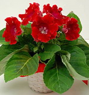 Parsippany Florist | Gloxinia