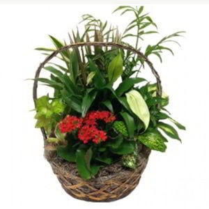 Parsippany Florist | Indoor Garden