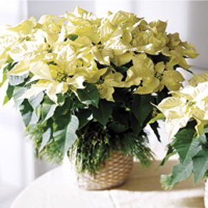 Parsippany Florist | White Poinsettia